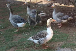 Geese for Sale