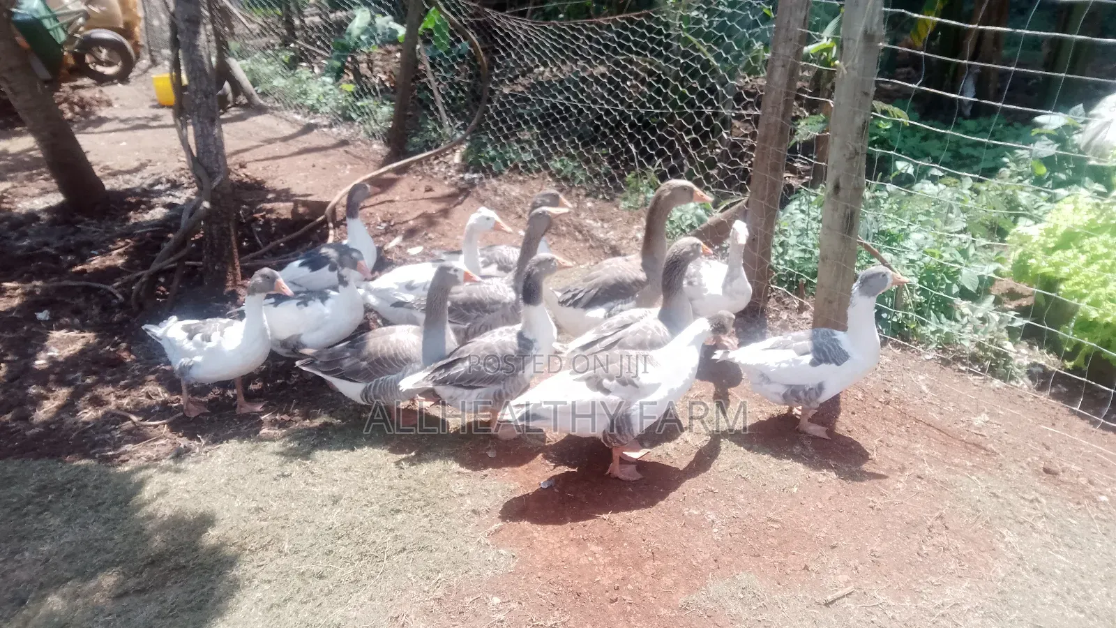 Geese for Sale
