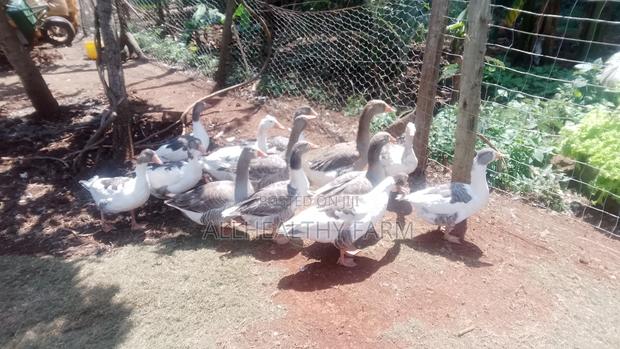 Geese for Sale - thumbnail 2