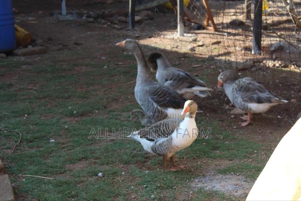 Geese for Sale - thumbnail 3