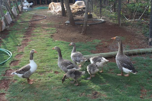 Geese for Sale - thumbnail 4