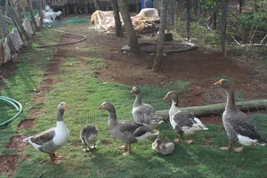 Geese for Sale