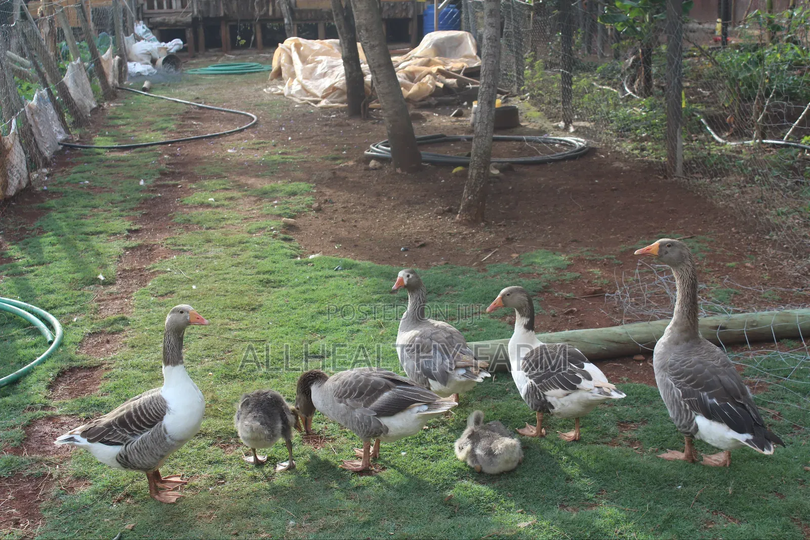 Geese for Sale
