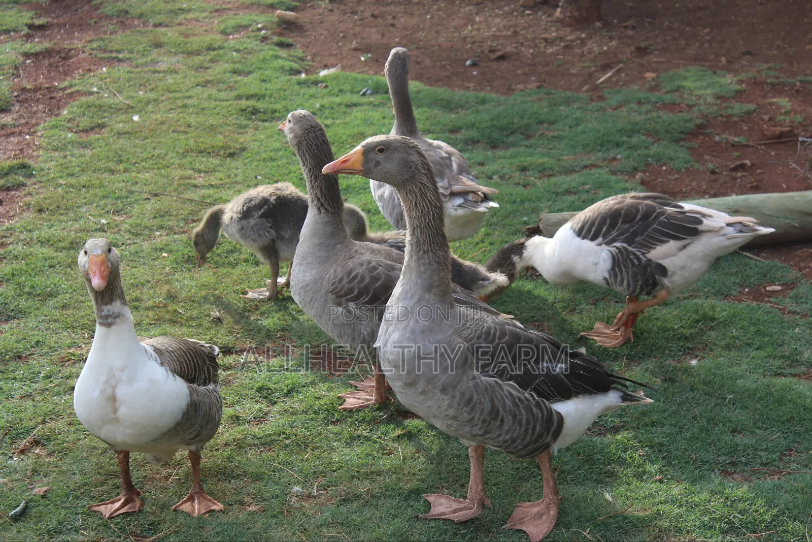 Geese for Sale