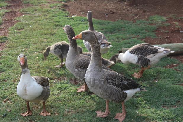 Geese for Sale - thumbnail 7
