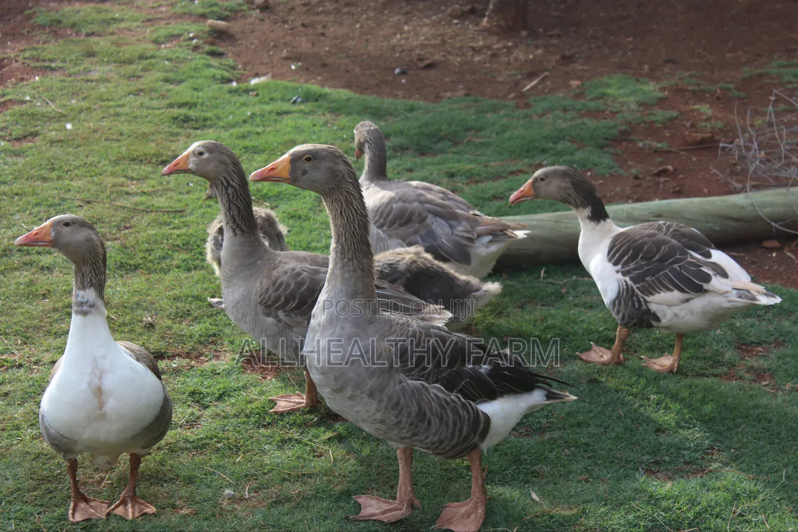 Geese for Sale