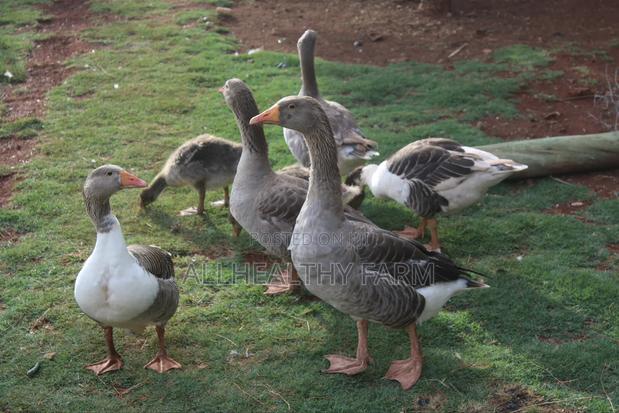 Geese for Sale - thumbnail 9
