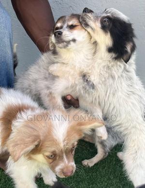 3-6 months Female Mixed Breed Maltese - main view