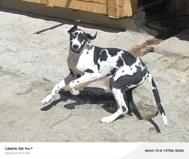 6-12 months Female Purebred Great Dane - main view