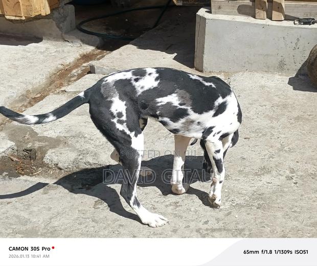 6-12 months Female Purebred Great Dane - thumbnail 2