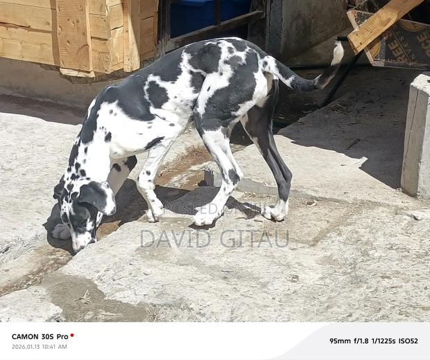 6-12 months Female Purebred Great Dane - thumbnail 3