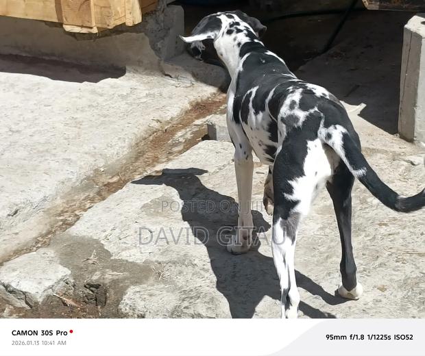 6-12 months Female Purebred Great Dane - thumbnail 4