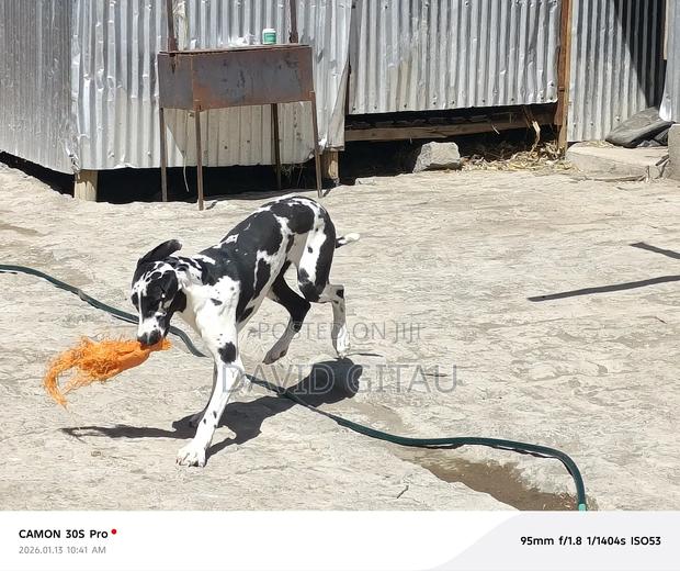 6-12 months Female Purebred Great Dane - thumbnail 5