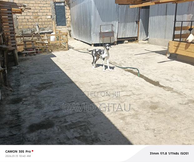 6-12 months Female Purebred Great Dane - thumbnail 6