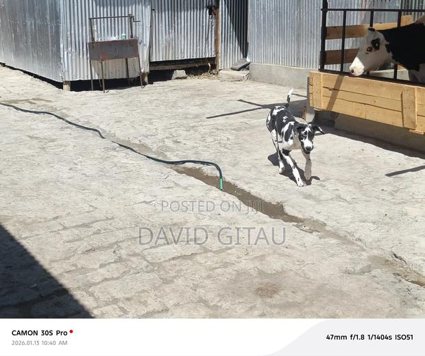 6-12 months Female Purebred Great Dane - thumbnail 7