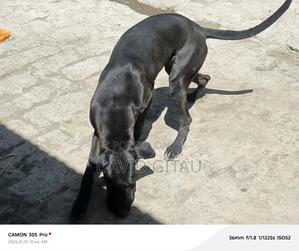 6-12 months Female Purebred Great Dane