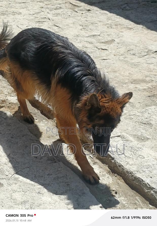 6-12 months Male Purebred German Shepherd
