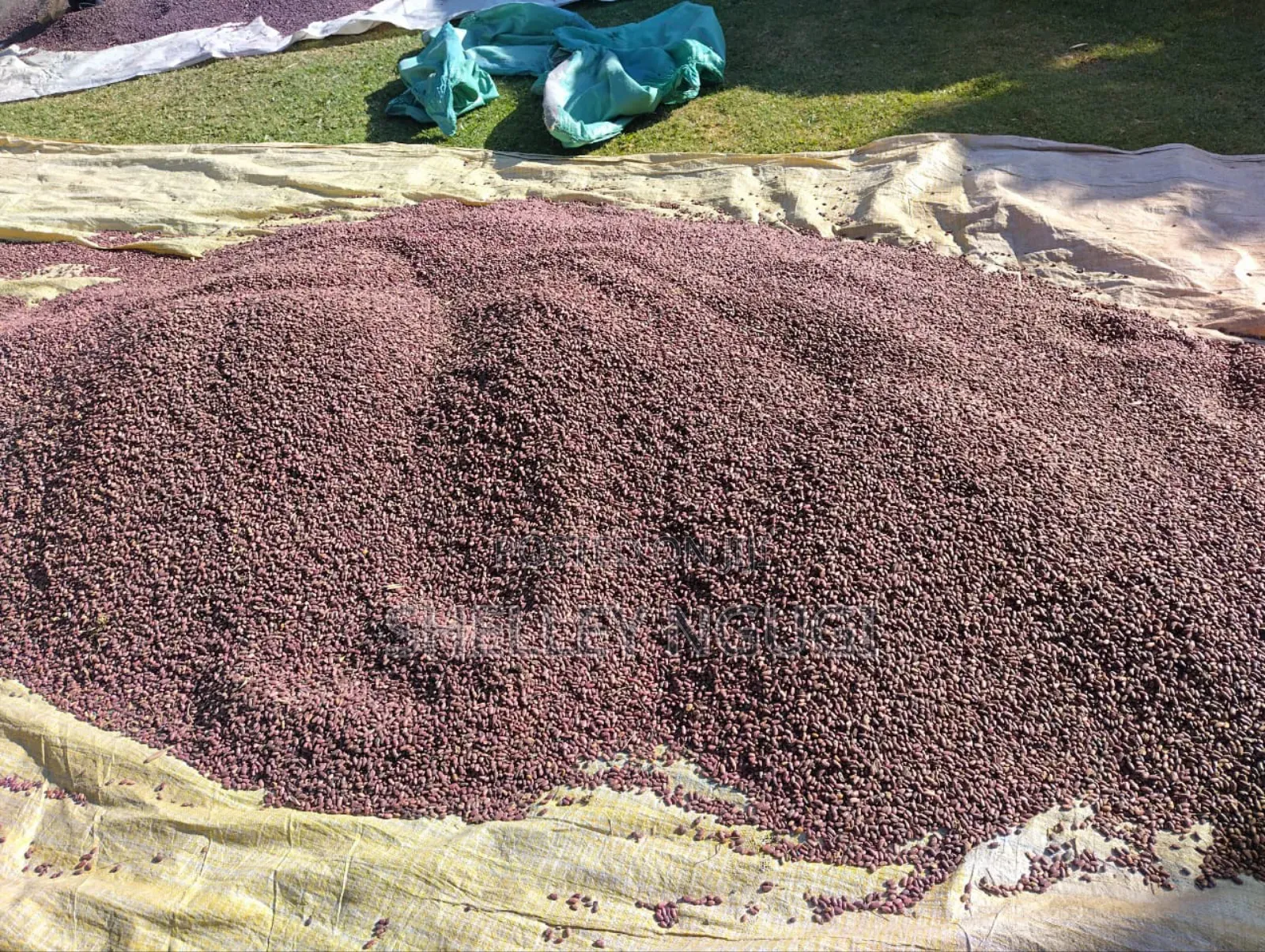 Wairimu Beans