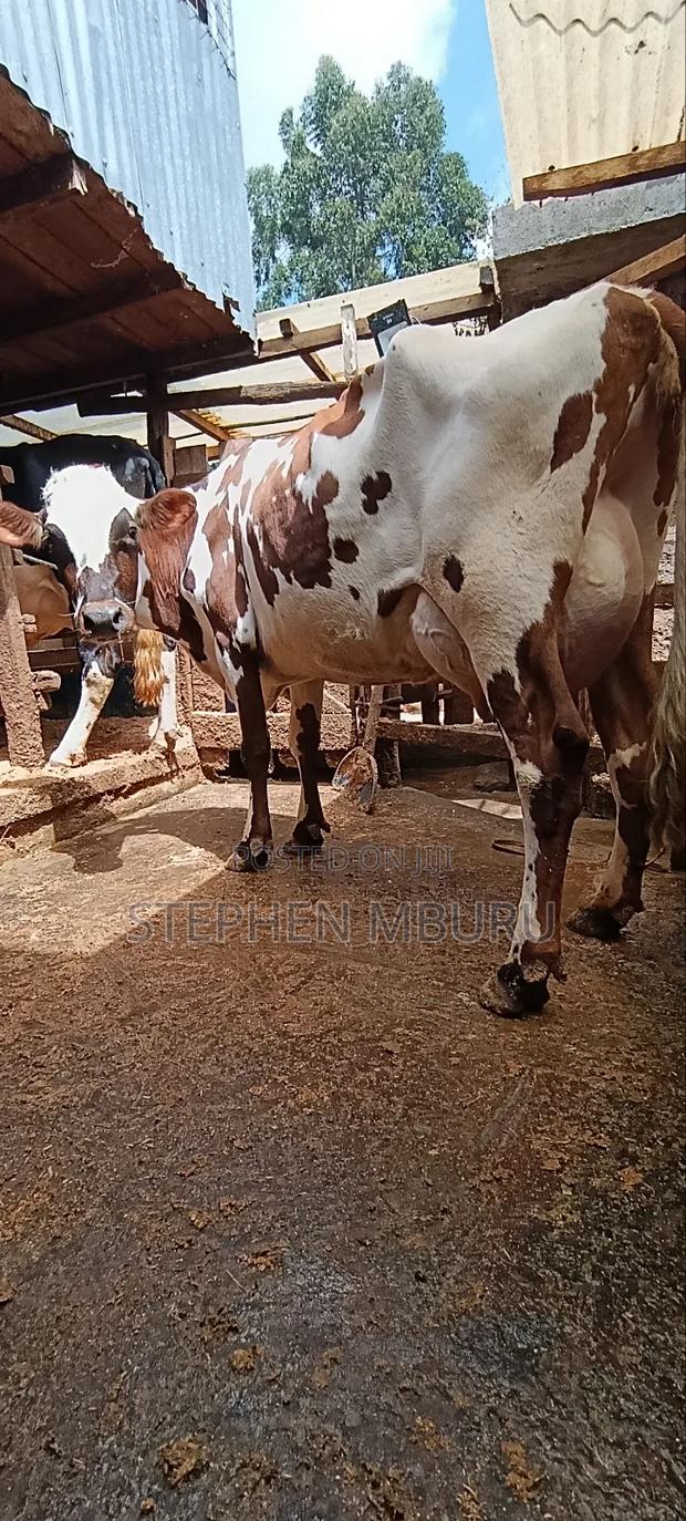 Red Freshian Milker - main view