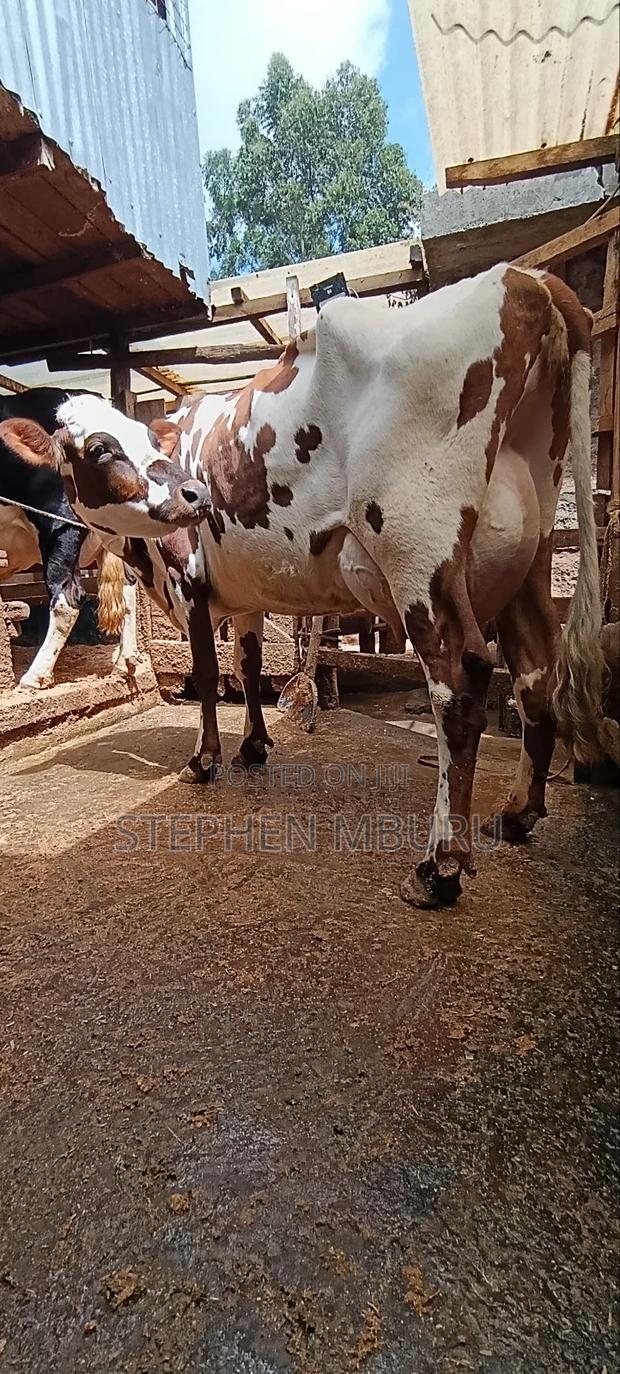 Red Freshian Milker - thumbnail 2