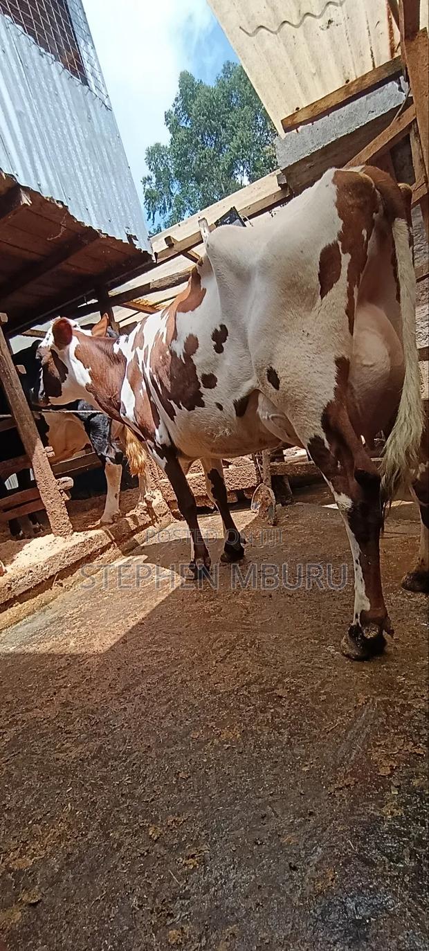 Red Freshian Milker - thumbnail 3