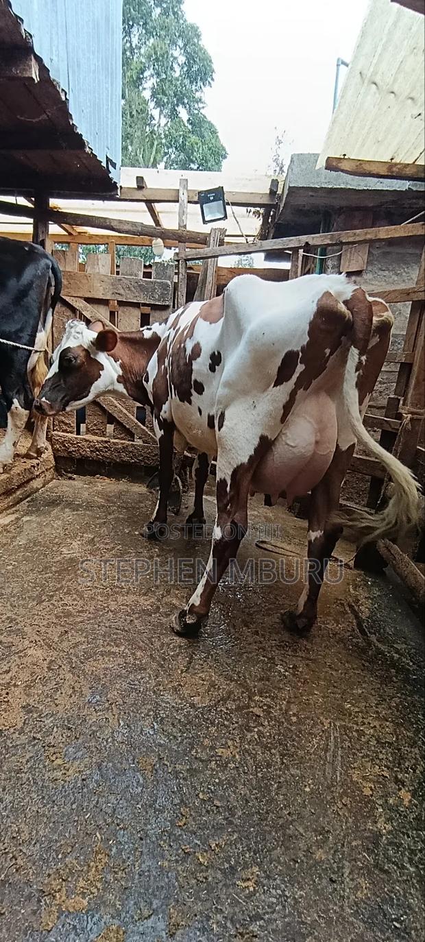 Red Freshian Milker - thumbnail 4