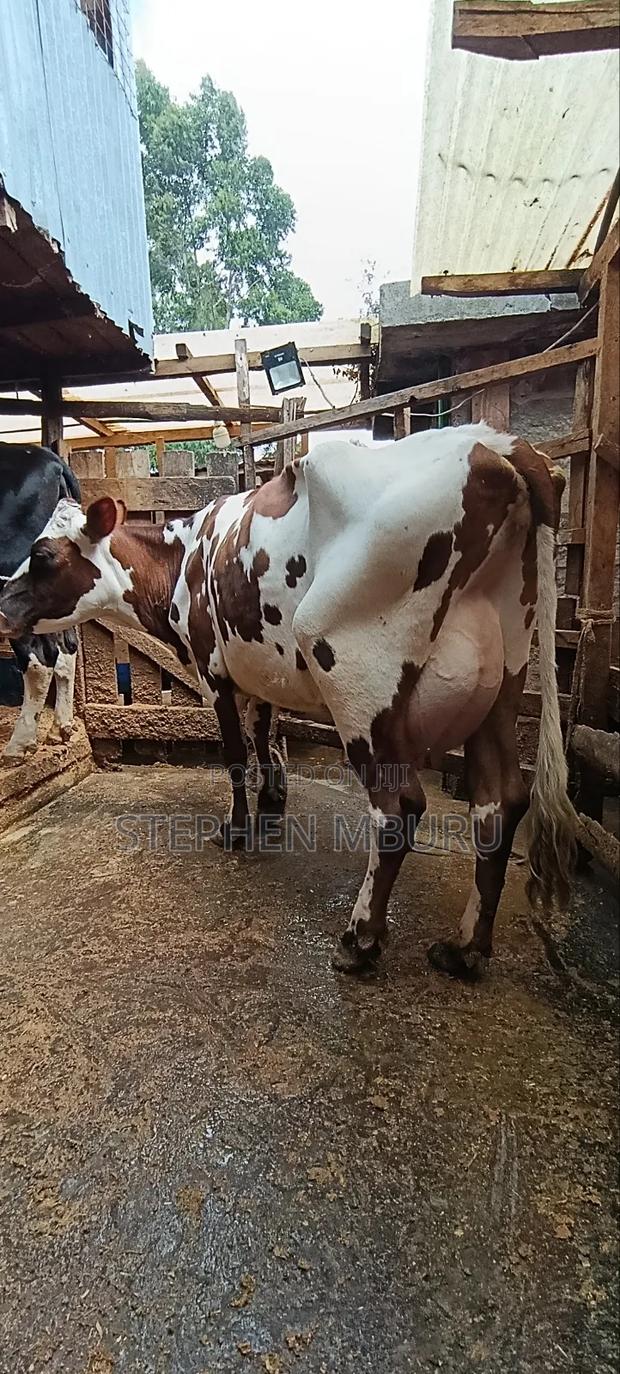 Red Freshian Milker - thumbnail 5