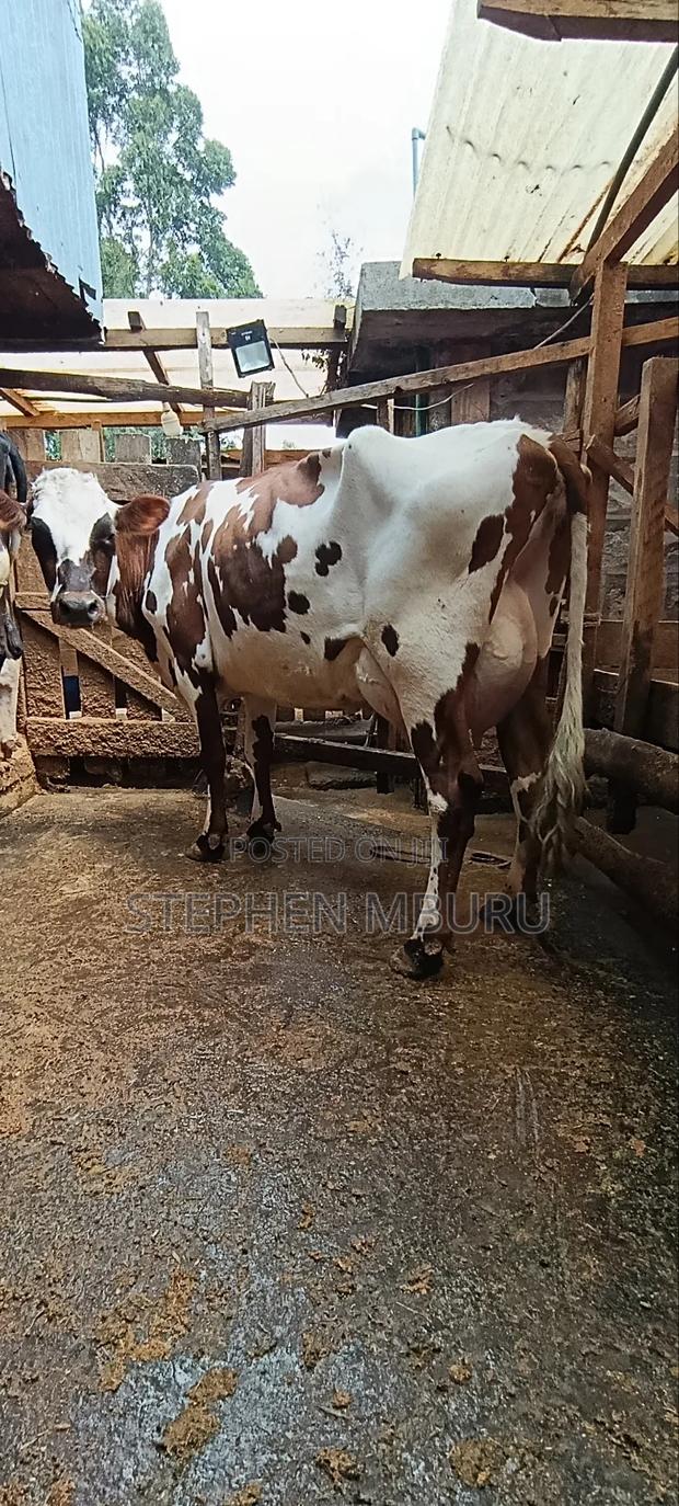 Red Freshian Milker - thumbnail 6