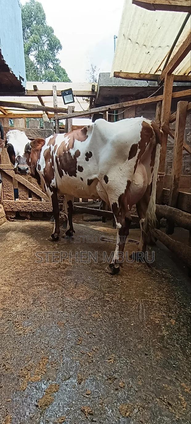 Red Freshian Milker - thumbnail 7