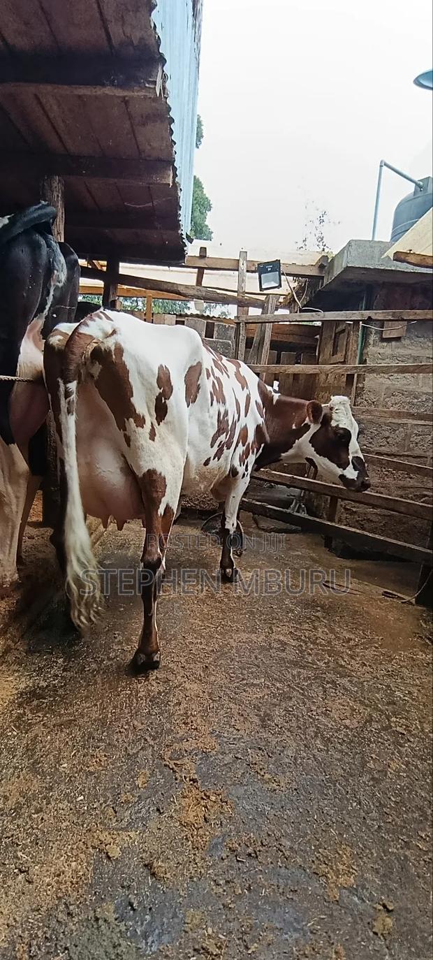 Red Freshian Milker - thumbnail 8