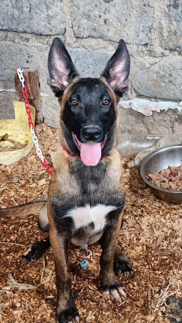 6-12 months Male Purebred Belgian Malinois