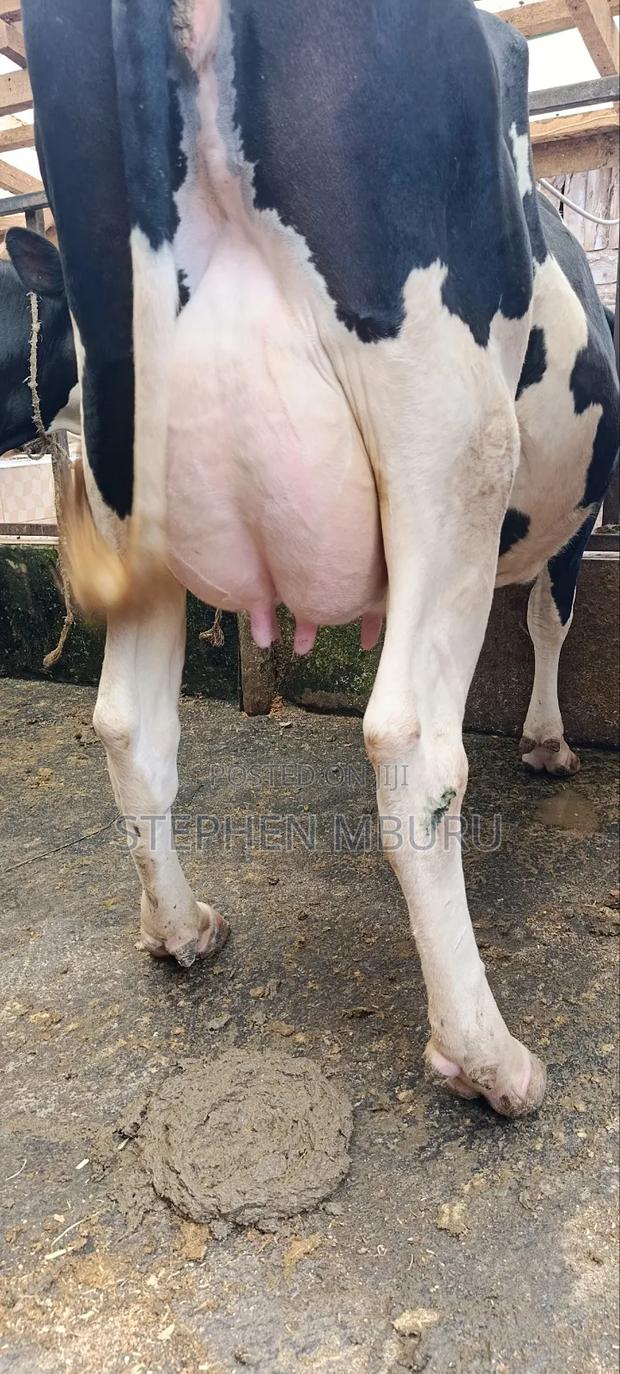 Super Freshian Milker - main view