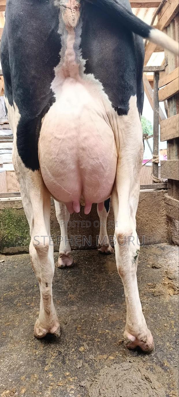 Super Freshian Milker - thumbnail 3