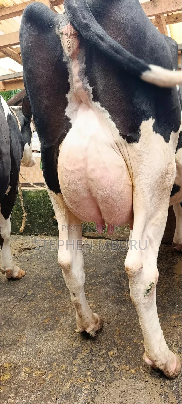 Super Freshian Milker - thumbnail 4