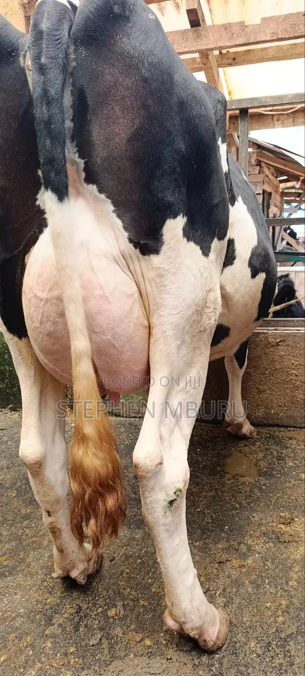 Super Freshian Milker - thumbnail 5