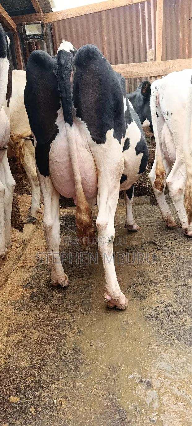 Super Freshian Milker - thumbnail 6