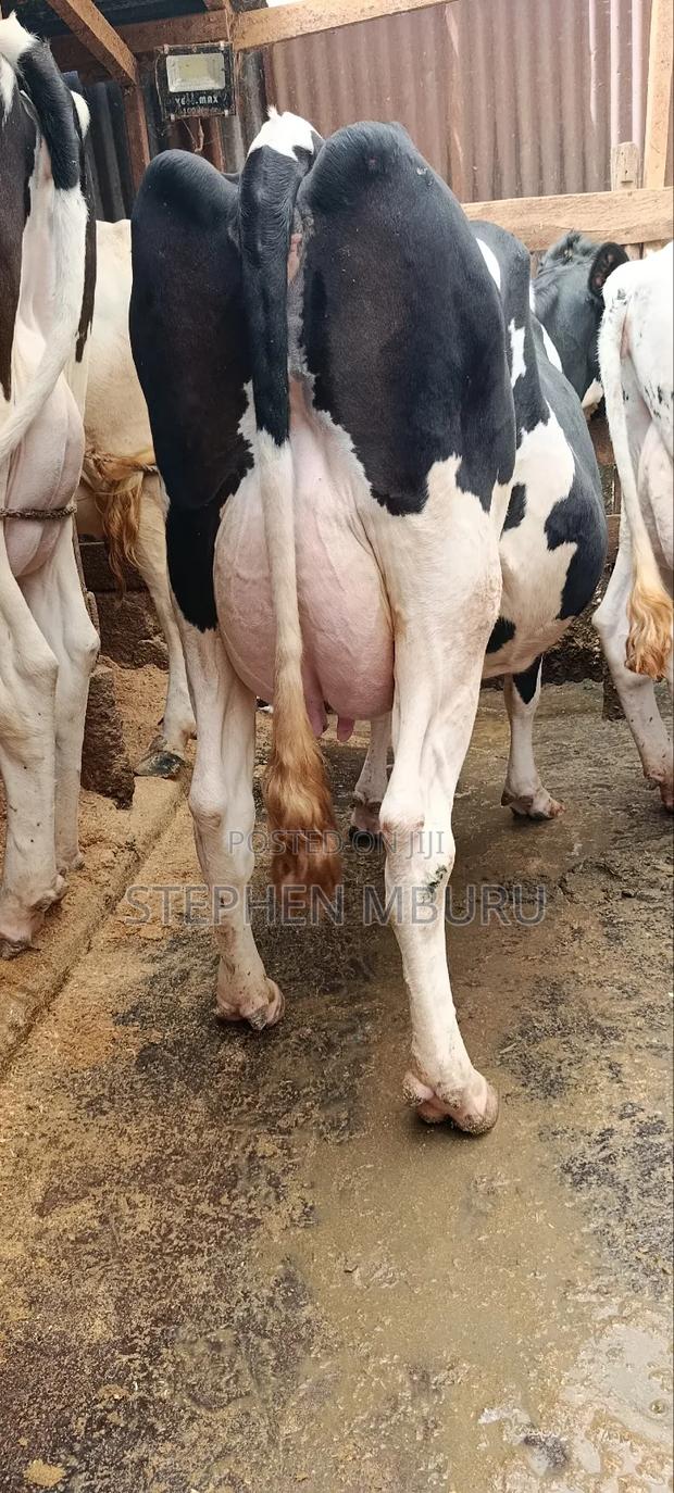 Super Freshian Milker - thumbnail 7