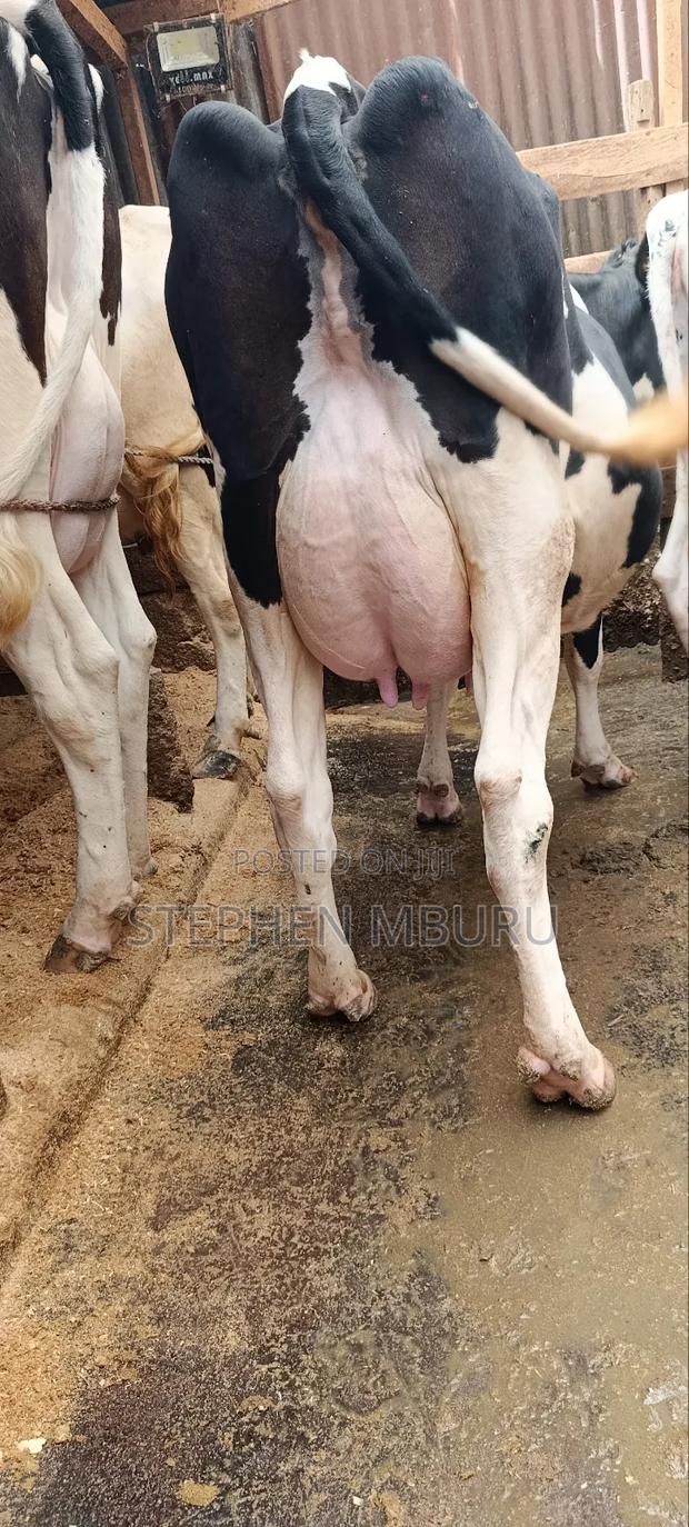 Super Freshian Milker - thumbnail 8