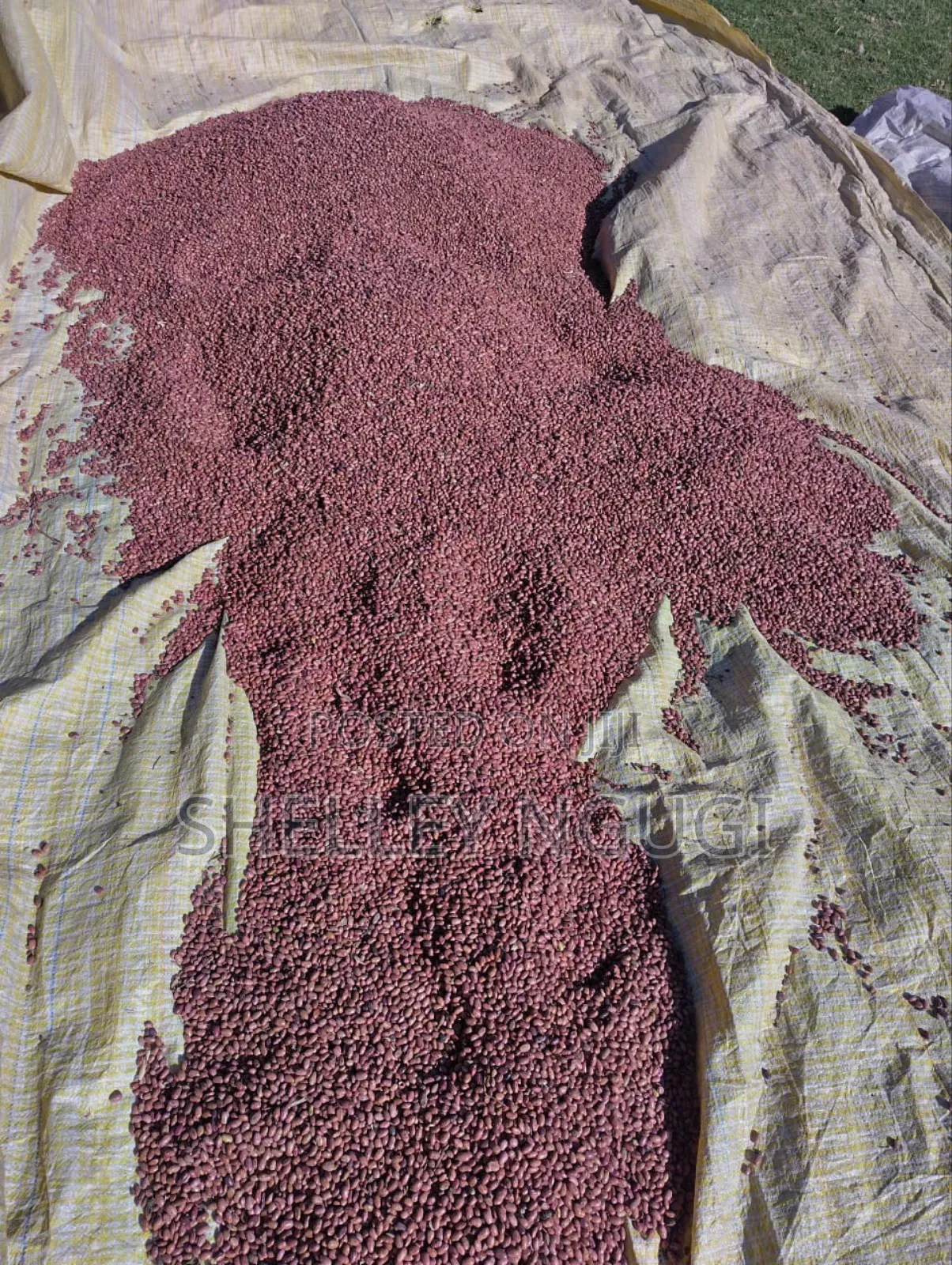 Rosecoco Beans