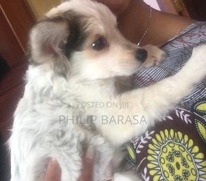 1-3 months Female Purebred Japanese Spitz