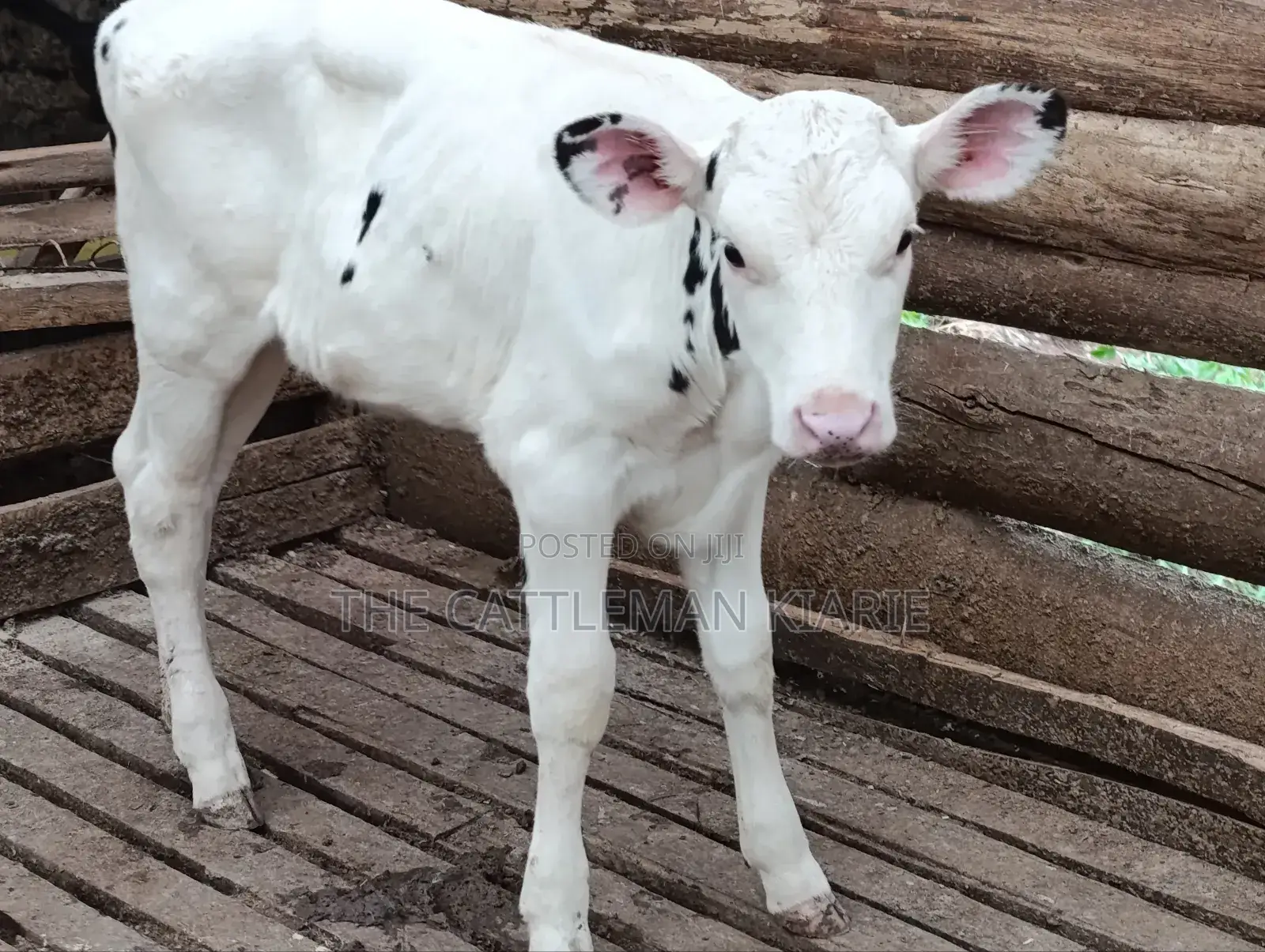 Holstein Calf