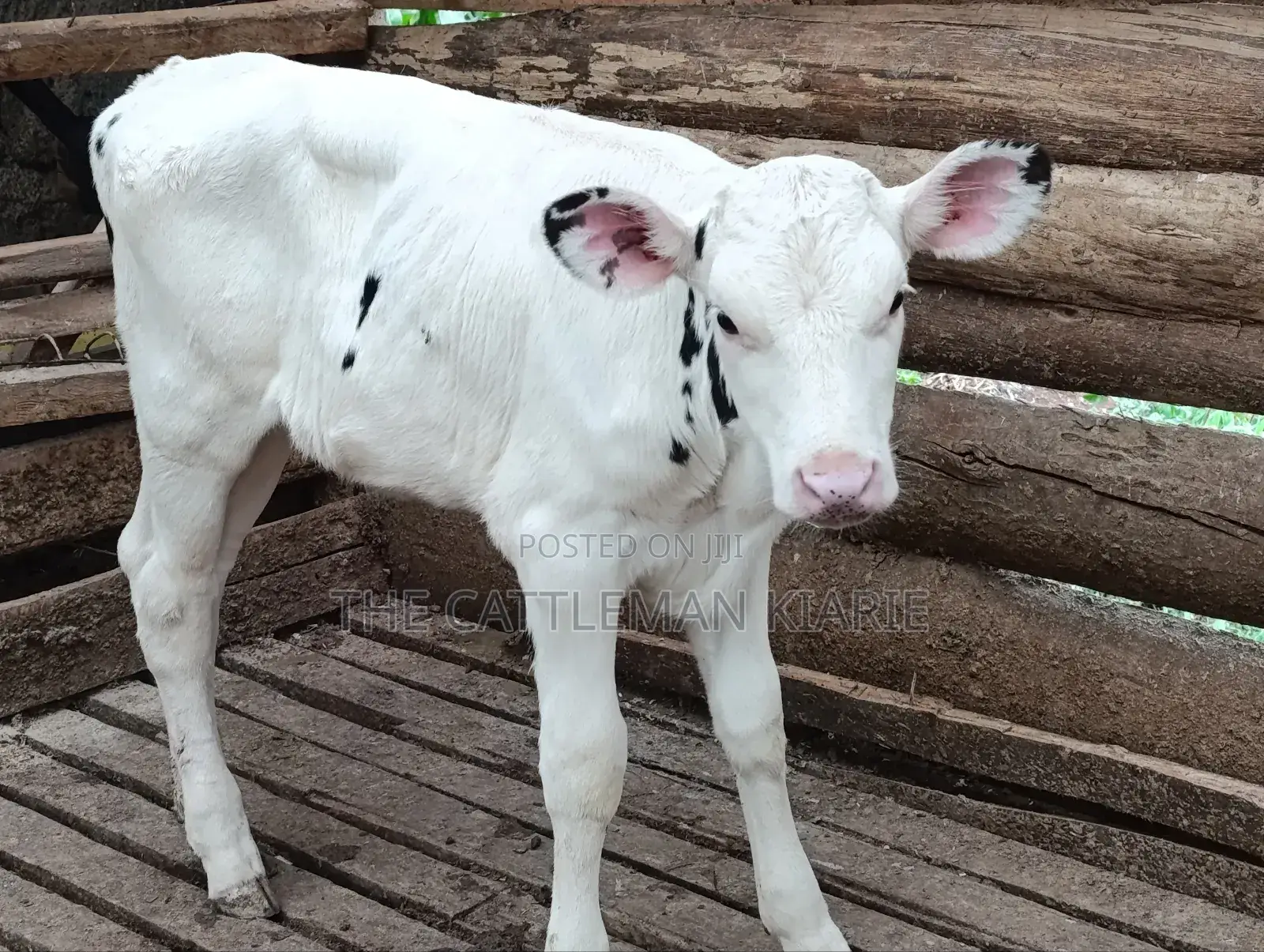 Holstein Calf