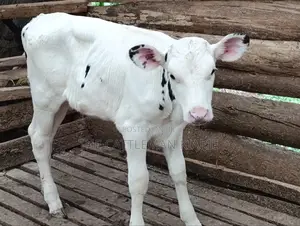Holstein Calf