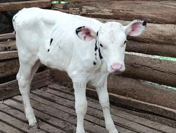 Holstein Calf - thumbnail 3