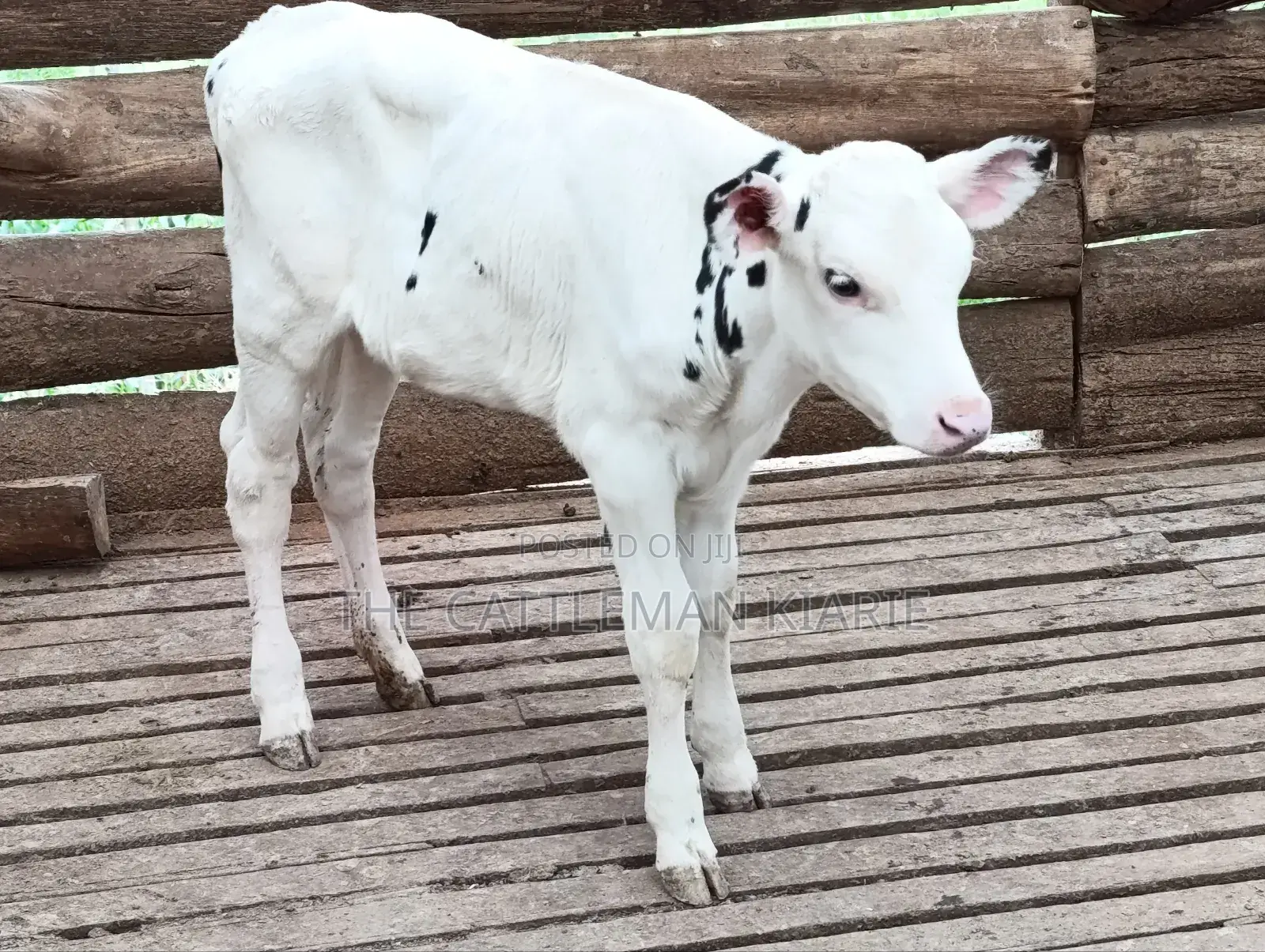 Holstein Calf