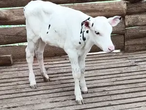Holstein Calf