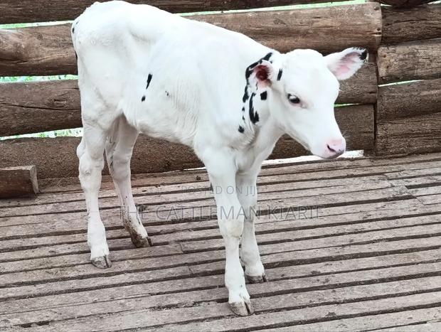 Holstein Calf - thumbnail 4