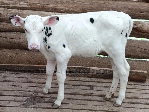 Holstein Calf - thumbnail 5