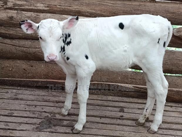 Holstein Calf - thumbnail 6