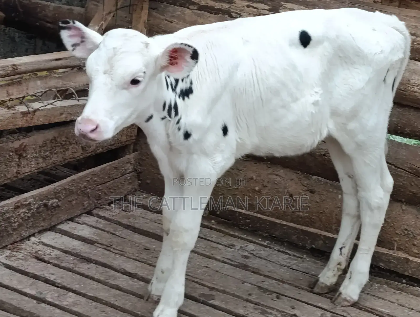 Holstein Calf